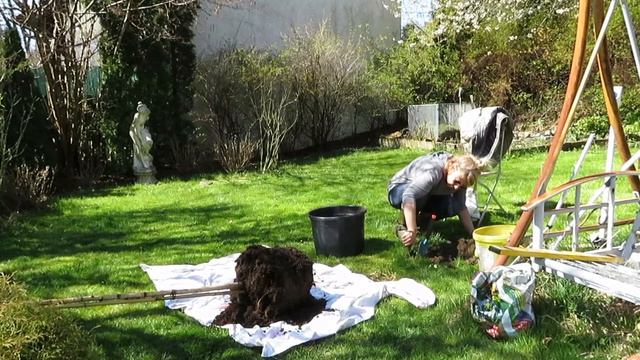 Baum pflanzen, Kugelbirke,Betula pendula.Tips und Infos смотреть онлайн