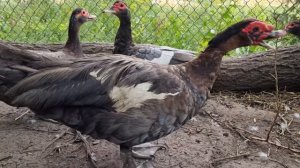 Мускусная утка, индоутка, шипуны. Что можно ожидать? Muscovy duck, indo-duck. What can be expected?