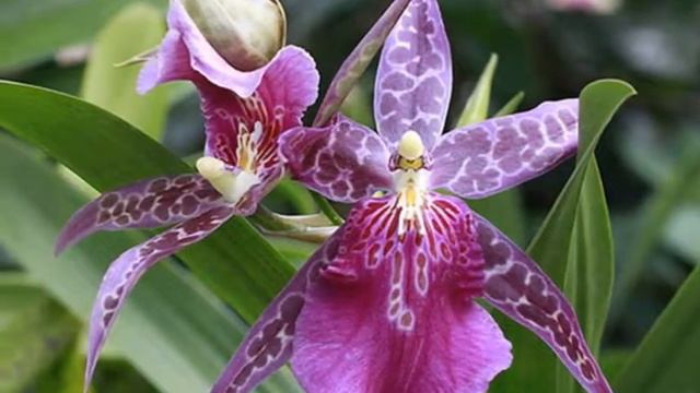 П Мориа Шербургские зонтики 2 смотреть онлайн