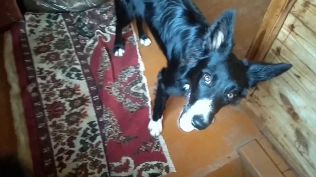 Gabby&Ready два бордер колли на даче смотреть онлайн