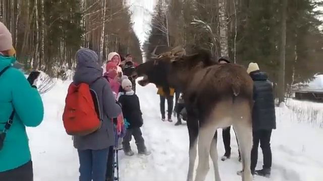 Лось напал на девочку смотреть онлайн