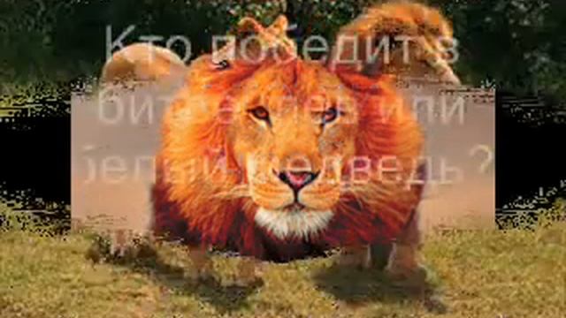 Кто сильнее медведь или лев смотреть онлайн