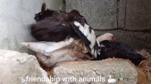 Moment of mating duck with goose