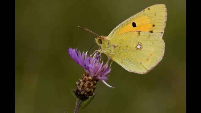 4K Planet Earth смотреть онлайн