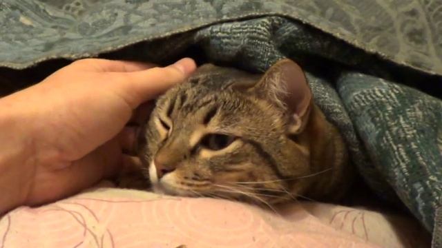 Кошка спит под одеялом смотреть онлайн