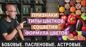 Семейство Бобовые. Паслёновые. Астровые. Биология 6 класс. Двудольные и Покрытосеменные растения