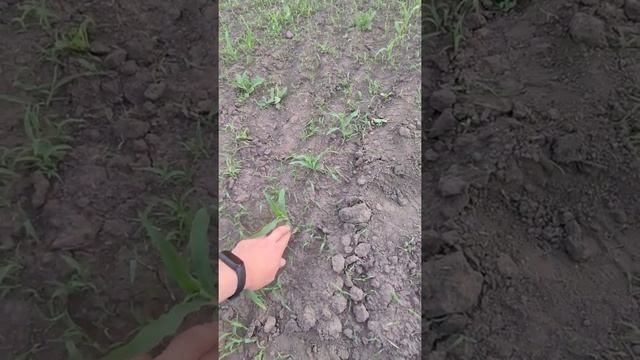 Царица полей кукуруза ? смотреть онлайн