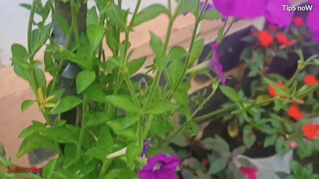 Pettunia Full Care And Caring II Gardening Malayalam || പെറ്റൂണിയ ചെടികളെക്കുറിച്ച് അറിയേണ്ടതെല്ലാം