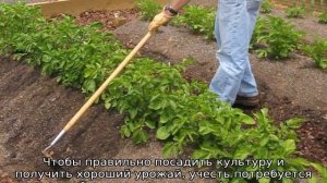 Благоприятные дни для посадки картофеля