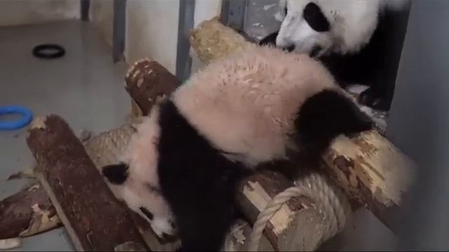 Я не Слушаюсь, мама СердитСя МосковскиЙ зооПарк🐼👀🔥🥰👍🤣baby Panda MOScow zoo🐼👀🔥🥰👍🤣 смотреть онлайн