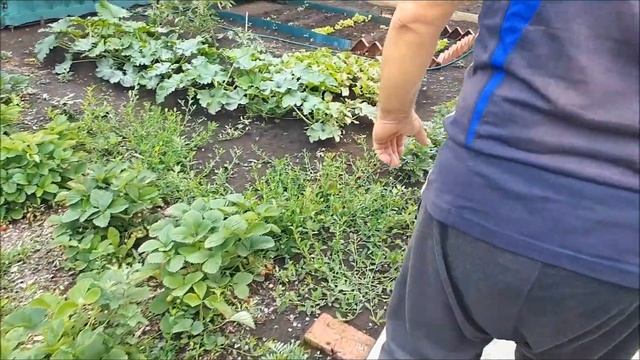 Дачный Vlog/Ливень с грозами каждый день/"Мартышкин труд" на даче у мамы... смотреть онлайн