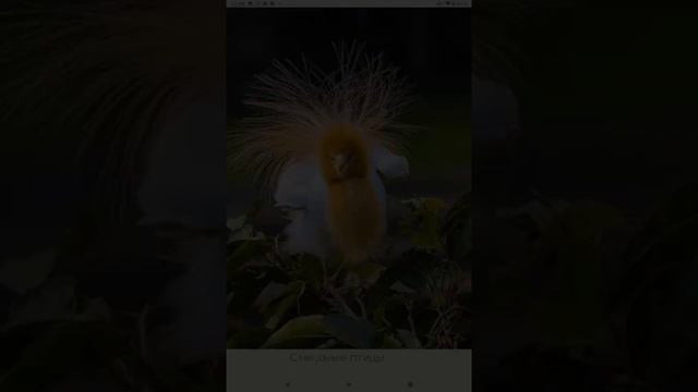 Необычные птицы , интересной внешности смотреть онлайн