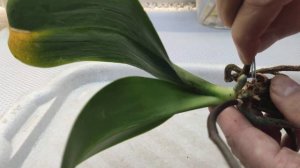 Реанимация орхидеи у которой остались только воздушные корни