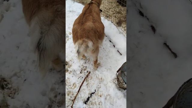 Окот у козы через неделю. В животе урагат, а точнее Тайфун/ беременность козы/ беременная коза смотреть онлайн
