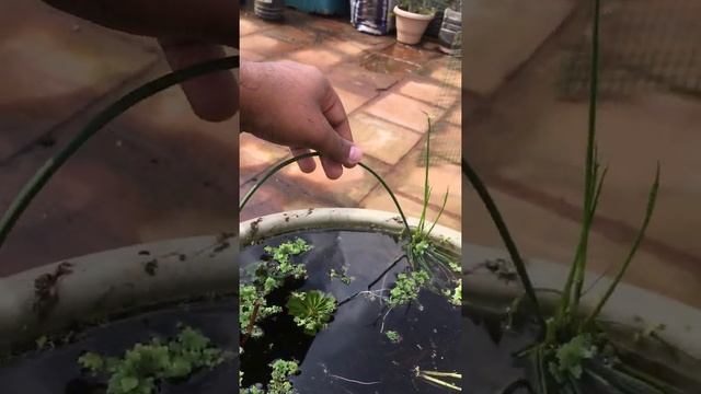 Cyperus Papyrus/ Papyrus/ Papyrus sedge/ paper reed/ Nile grass propagation. смотреть онлайн