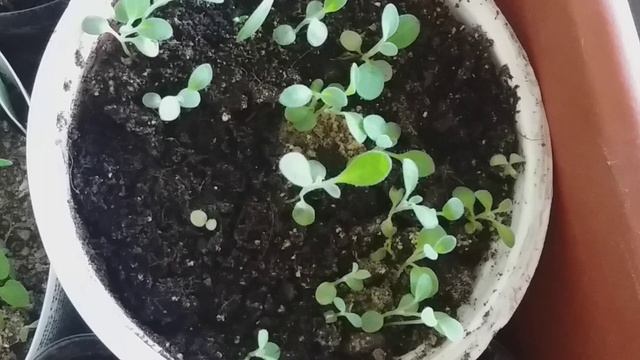 алиссум скальный от А до Я смотреть онлайн