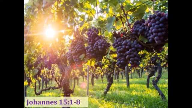 Die Ware Wingerdstok Joh 15:1-17 смотреть онлайн