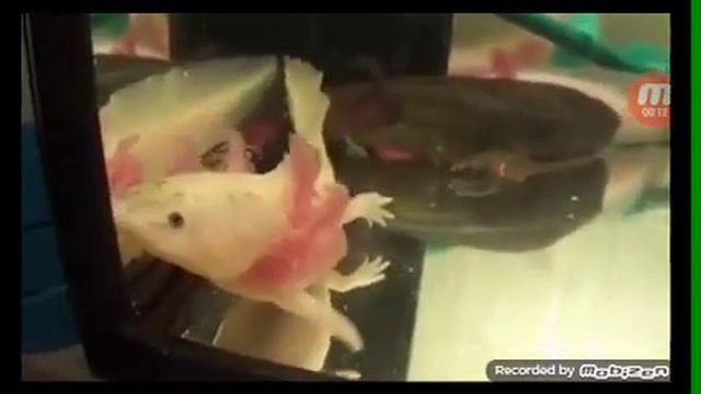 Вадиные драконы! смотреть онлайн