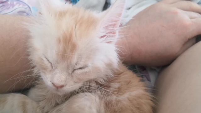 Милая девочка Мейн-кун 1.5 месяца. смотреть онлайн