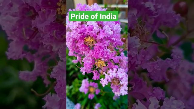 Pride of India. Lagerstroemia Speciosa. смотреть онлайн