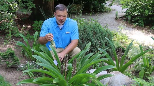 Pineapple Lily (Eucomis X) - Plant Identification