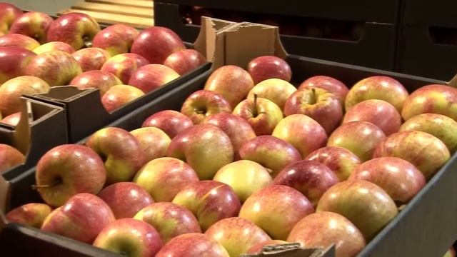 SORTER. Сортировочная машина MONO. Сортировка яблок. Калибровка яблок
