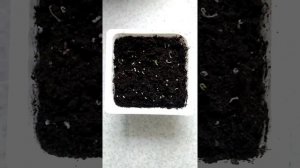 Барвинок Киффа: выращивание из семян. Часть 1.Посев семян в домашних условиях.