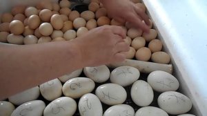 Совместная инкубация гусиных и куриных яиц, часть 1