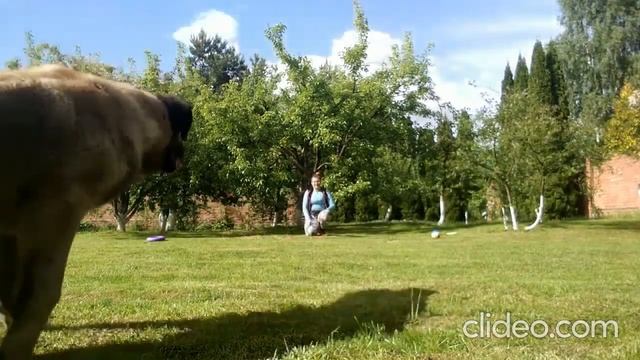 игра тренировка смотреть онлайн