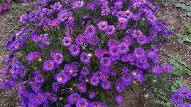 Л. ВЕЛИКАНОВА Сентябринки смотреть онлайн