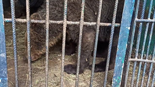 Сложный процесс угощения медведя 😅👍🐻❤ смотреть онлайн