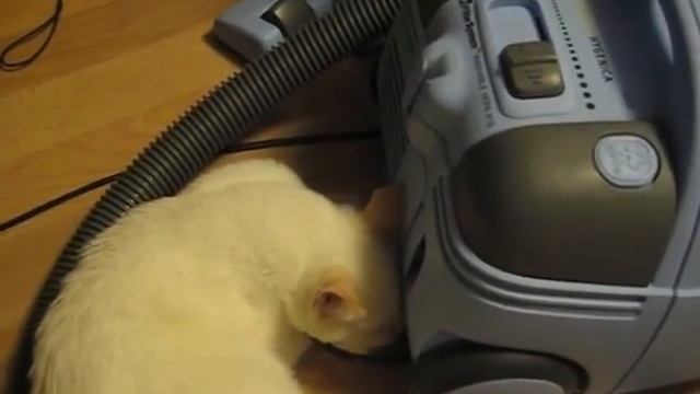 Кот и пылесос. Cat and a vacuum cleaner смотреть онлайн