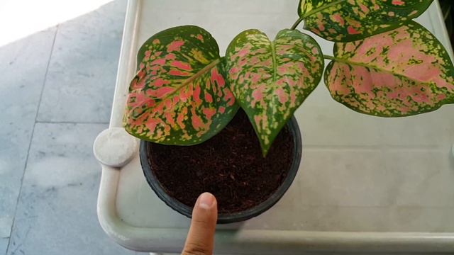 Lady Valentine Aglaonema | लेडी वेलेंटाइन एग्लोनिमा | Pink Chinese Evergreen | Aglaonema Anyamanee смотреть онлайн