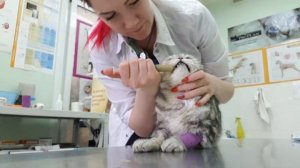 Принудительное кормление животного?