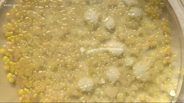 E. Coli, staph among bacteria lurking in commonly touched places смотреть онлайн