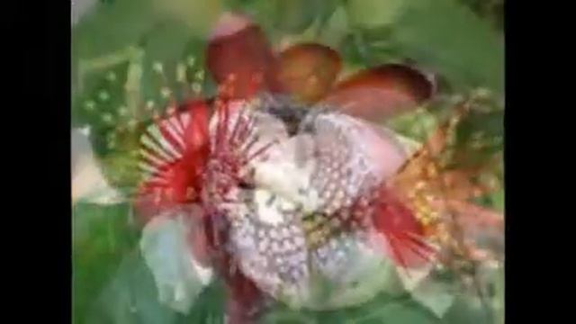 экзотические растения смотреть онлайн