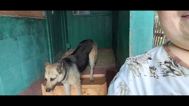 Ливневая как в детстве стеной. Мы с собакой от него бежали. смотреть онлайн