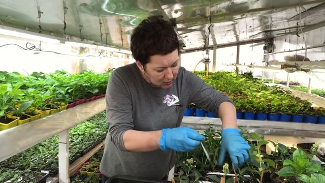 Перевалка малышей метельчатых. Сайт готов. Пожелания …… смотреть онлайн