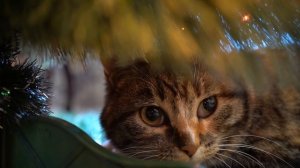 КОШКА МУРКА НОВОГОДНЕЕ ПОЗДРАВЛЕНИЕ! Песня про НОВЫЙ ГОД 2019! ПОДАРОК ПОДПИСЧИКАМ