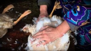 Как быстро ощипать гуся способы для домашнего хозяйства