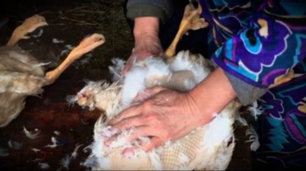 Как быстро ощипать гуся способы для домашнего хозяйства