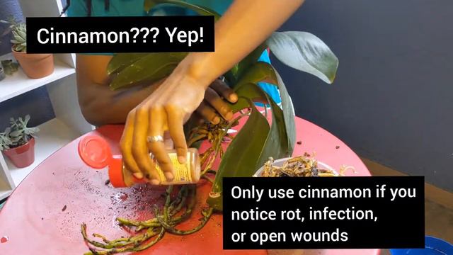 Black Thumb Phalaenopsis Repotting in Less Than 5 Minutes смотреть онлайн