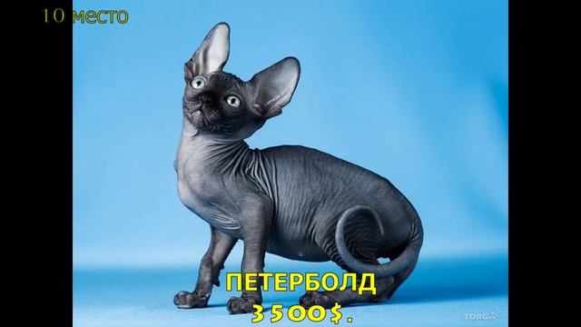 ТОП - 20 самых дорогих кошек/TOP 20 most expensive cats/前20名最昂贵的猫/शीर्ष 20 सबसे महंगी बिल्लियों смотреть онлайн
