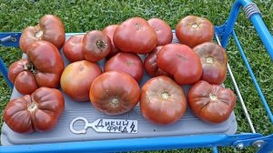 Обзор томата Дикий Фред 21