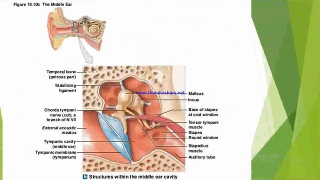 2 S2 L7 Auditory Tube and Middle ear, Dr hashmi смотреть онлайн