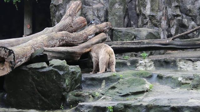 Ой как чешется спина... смотреть онлайн