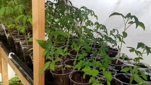 Обзор рассады гномов в возрасте 1.5 месяца смотреть онлайн