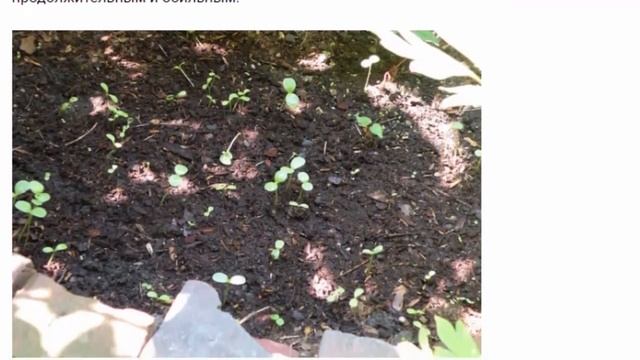 Астры: посадка, уход, использование в ландшафтном дизайне. смотреть онлайн