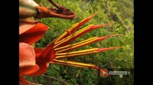 Десять самых необычных цветов в мире