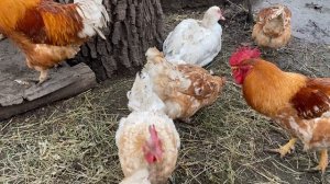 Часть-2//Куры породы Мини мясные палевые белохвостые Украина